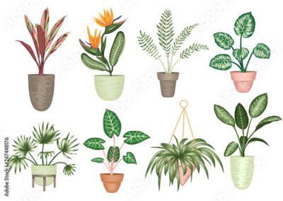 Papier peint  Vector illustration of tropical houseplants in pots isolated on white background. Bright realistic strelitzia, monstera, alocasia, dieffenbachia, cordyline. Design elements for home decoration.