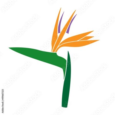 Papier peint  Vector illustration of tropical Strelitzia reginae or bird of paradise flower isolated on white background. Blooming Strelitzia reginae vector silhouette, Summer vibe graphic design, floral clipart.