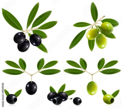 Papier peint  Vector illustration. Olives vertes et noires avec des feuilles.
