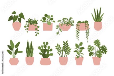 Papier peint  Vector illustration set of a indoor plants houseplants in a pots. Isolated on white background.