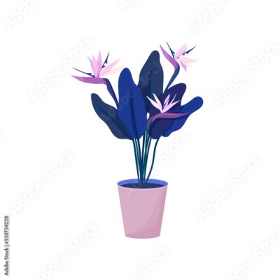 Papier peint  Vector illustration with bush Strelitzia flower in a flower pot in cartoon style. Bright flower for interior decoration, bird of paradise