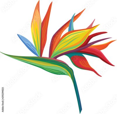 Papier peint  Vector illustrations Strelitzia flowers and green leaves strelitzia bright colours on. Vector flower. Floral botanical flower. Wild leaf wildflower isolated. Exotic tropical hawaiian jungle.