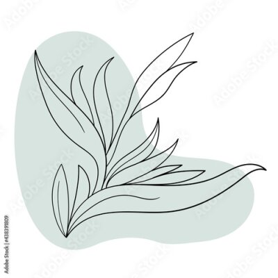Papier peint  Vector line black illustration graphics flowers strelitzia with colors stains.