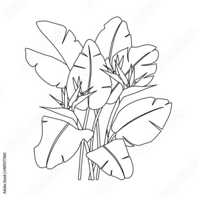 Papier peint  Vector line drawing of  strelitzia bouquet. Isolation illustration on a white background. EPS 10