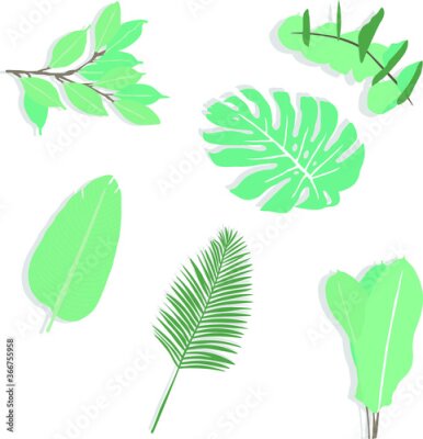 Papier peint  Vector of green tropical leaves with Adam's rib, camelia leaves, palm leaf, strelitzia and heliconia leaves