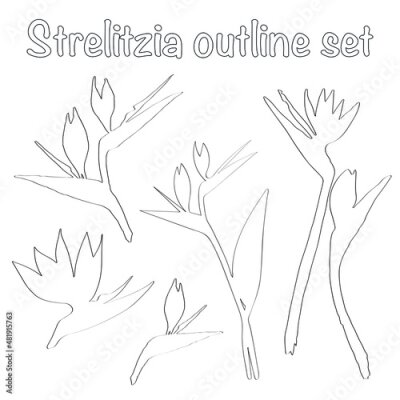 Papier peint  Vector outline set different kinds of strelitzia flower. Strelitzia, crane lily, bird of paradise. Outline hand drawn set design for textile, greeting cards, interior decoration.