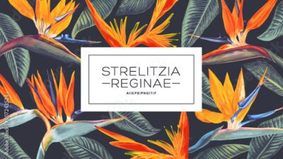 Papier peint  Vector pattern background with place for your text Strelitzia Reginae, tropical flowers and leaves. Realistic style hand drawn tropical background with label. A South African plant called crane flower