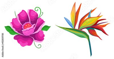 Papier peint  Vector set illustration flat anemone and strelitzia flower with green leaves. Fantastic colorful flower.