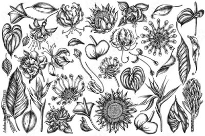 Papier peint  Vector set of hand drawn black and white african daisies, fuchsia, gloriosa, king protea, anthurium, strelitzia