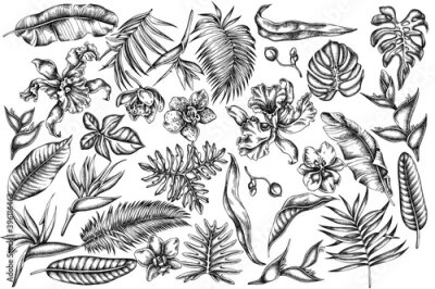 Papier peint  Vector set of hand drawn black and white monstera, banana palm leaves, strelitzia, heliconia, tropical palm leaves, orchid