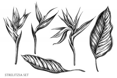 Papier peint  Vector set of hand drawn black and white strelitzia