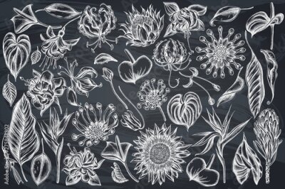 Papier peint  Vector set of hand drawn chalk african daisies, fuchsia, gloriosa, king protea, anthurium, strelitzia