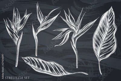 Papier peint  Vector set of hand drawn chalk strelitzia