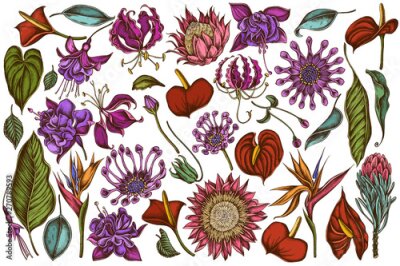 Papier peint  Vector set of hand drawn colored  african daisies, fuchsia, gloriosa, king protea, anthurium, strelitzia