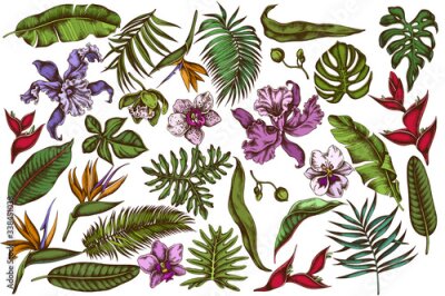 Papier peint  Vector set of hand drawn colored monstera, banana palm leaves, strelitzia, heliconia, tropical palm leaves, orchid