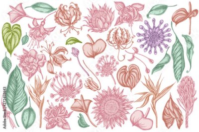 Papier peint  Vector set of hand drawn pastel african daisies, fuchsia, gloriosa, king protea, anthurium, strelitzia