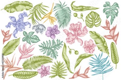 Papier peint  Vector set of hand drawn pastel monstera, banana palm leaves, strelitzia, heliconia, tropical palm leaves, orchid