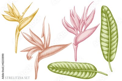 Papier peint  Vector set of hand drawn pastel strelitzia