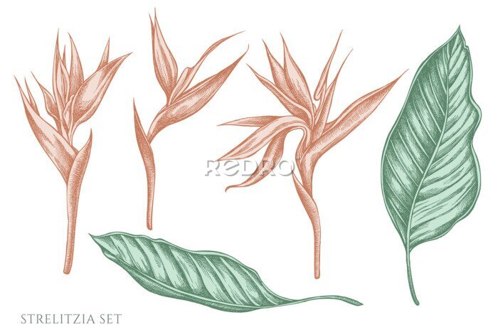 Papier peint  Vector set of hand drawn pastel strelitzia