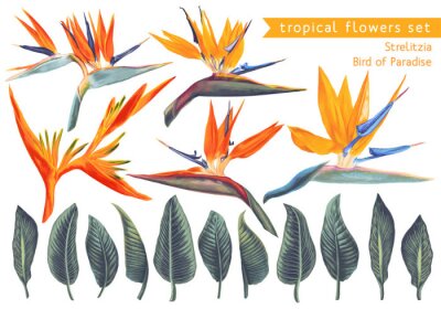 Papier peint  Vector set of Strelitzia Reginae, tropical flowers and leaves. Vector, isolated on white. Realistic style, hand drawn. South African plant, called crane flower or bird of paradise.