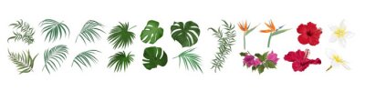 Papier peint  Vector set of tropical flowers and leaves. Hibiscus, monstera, palm leaves, bougainvillea, strelitzia, frangipani. Flowers and leaves on a white background.