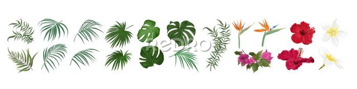Papier peint  Vector set of tropical flowers and leaves. Hibiscus, monstera, palm leaves, bougainvillea, strelitzia, frangipani. Flowers and leaves on a white background.