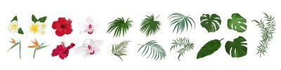 Papier peint  Vector set of tropical flowers and leaves. Orchid, hibiscus, monstera, palm leaves, bougainvillea, strelitzia, frangipani. Flowers and leaves on a white background.