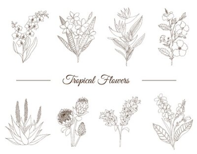Papier peint  Vector set of tropical flowers isolated on white background. Hand drawn plumeria,  canna,  aloe,  bougainvillea,  hibiscus , protea,  orchid,  strelitzia. Floral outline. Coloring page. Sketch style. 