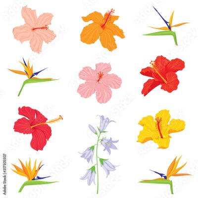 Papier peint  Vector set of various, exotic, realistic, detailed tropical flower buds: bellflower, hibiscus, strelitzia in color, isolated, on white background.