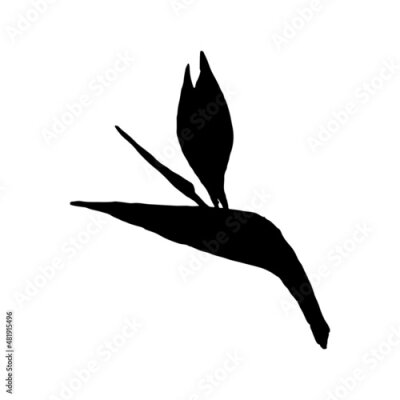 Papier peint  Vector silhouette of strelitzia flower. Strelitzia, bird of paradise, crane lily. Isolated on white background.