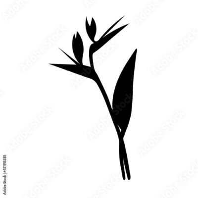 Papier peint  Vector silhouette of strelitzia flower. Strelitzia, bird of paradise, crane lily. Isolated on white background.
