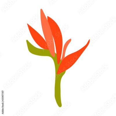Papier peint  Vector Strelitzia flower clip art in flat style. Beautiful tropical plant of red color with green leaves. Exotic flower for minimal flat design. Tropical flower on a white background isolated.