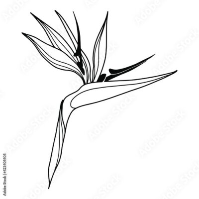 Papier peint  Vector Strelitzia. Hand drawn indoor plant isolated on white backgrount. Outline decorative plant.