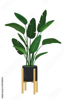 Papier peint  
Vector  strelitzia of nicholas flower in a black flower pot isolated on a white background. A strelitzia in a flat style. Homemade green flowers.
