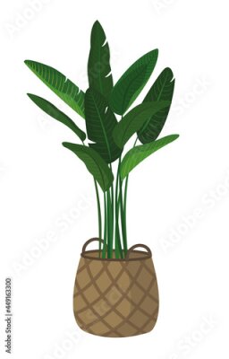 Papier peint  Vector  strelitzia of nicholas flower in a in a wicker basket  isolated on a white background. A strelitzia in a flat style. Homemade flowers in the Scandinavian style