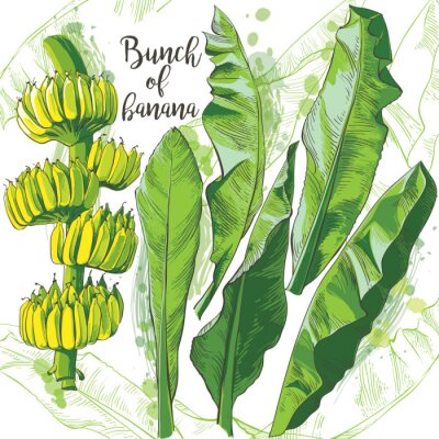 Vector tropical banana leaf, fruits texture