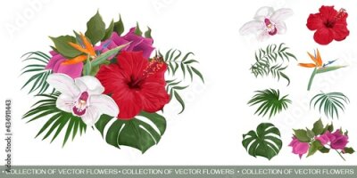 Papier peint  Vector tropical bouquet. Red hibiscus, strelitzia, orchid, bougainvillea. Flowers and plants on a white background.