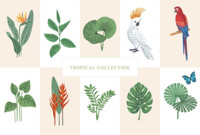 Papier peint  Vector tropical collection