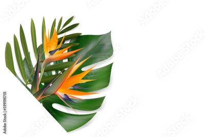 Papier peint  Vector tropical leaves and Strelitzia flower composition.