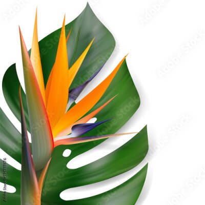 Papier peint  Vector tropical leaves and Strelitzia flower composition.