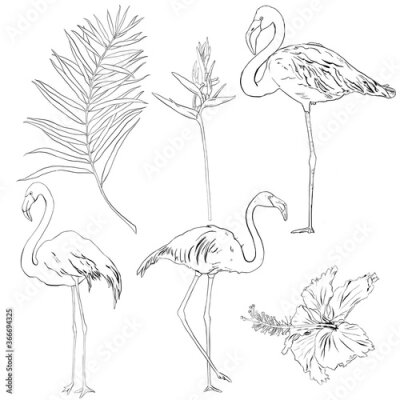 Papier peint  Vector tropical linear set with flamingos, palm leaves, hibiscus and strelitzia. Hand drawn birds and flowers illustration of wildlife isolated on white background for design, print or background.