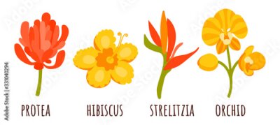 Papier peint  Vector Tropical nature set of exotic flowers in flat style hand drawn. Protea, Orchidea, Hibiscus, Strelitzia. Warm summer colors and colorful flat graphics. Stickers, clothes.