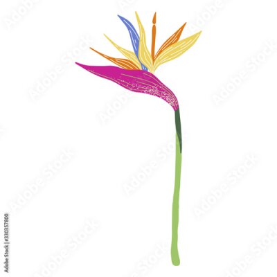 Papier peint  Vector tropical plant Bird of Paradise flower or Strelitzia Reginae isolated on white background