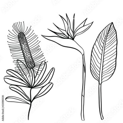 Papier peint  Vector tropical plant Bird of Paradise flower or Strelitzia Reginae isolated on white background. Concept for spa and beauty salon, natural cosmetics and aesthetic cosmetology.