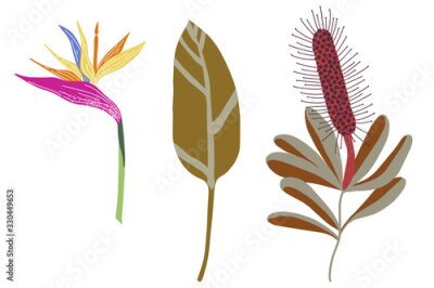 Papier peint  Vector tropical plant Bird of Paradise flower or Strelitzia Reginae isolated on white background. Concept for spa and beauty salon, natural cosmetics and aesthetic cosmetology.