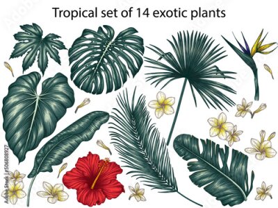 Papier peint  Vector tropical set of 14 exotic plants. Monstera, plumeria, palm and banana leaves, hibiscus, elephant ear leaf, aralia, strelitzia
