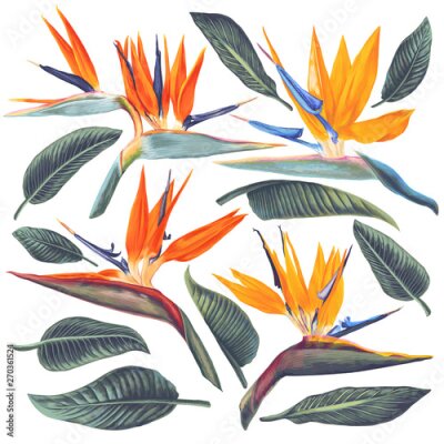 Papier peint  Vector tropical set of Strelitzia Reginae, tropical flowers and leaves. Exotic elements for cosmetics, health care products, wedding or summer background, patterns, wallpapers, fabric, wrapping paper.