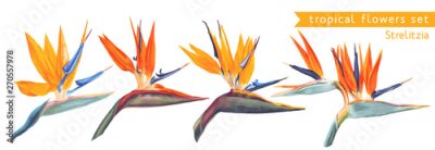 Papier peint  ,Vector tropical set of Strelitzia Reginae, tropical flowers and leaves. Vector, isolated on white. Realistic style, hand drawn. South African plant, called crane flower or bird of paradise.