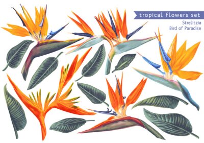 Papier peint  Vector tropical set of Strelitzia Reginae, tropical flowers and leaves. Vector, isolated on white. Realistic style, hand drawn. South African plant, called crane flower or bird of paradise.
