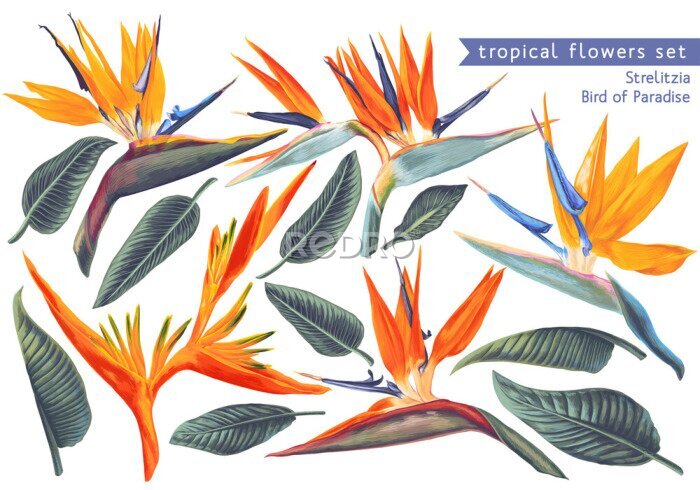 Papier peint  Vector tropical set of Strelitzia Reginae, tropical flowers and leaves. Vector, isolated on white. Realistic style, hand drawn. South African plant, called crane flower or bird of paradise.